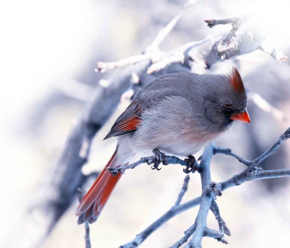 Impact of Home-Field Advantage