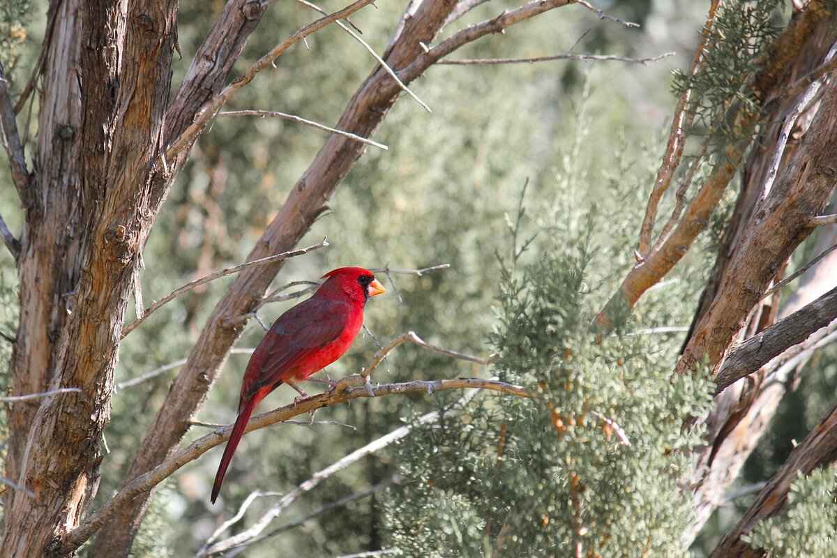 Future Outlook for Both Teams