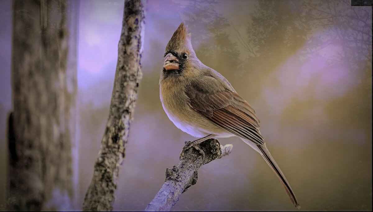 Key Players for the Arizona Cardinals