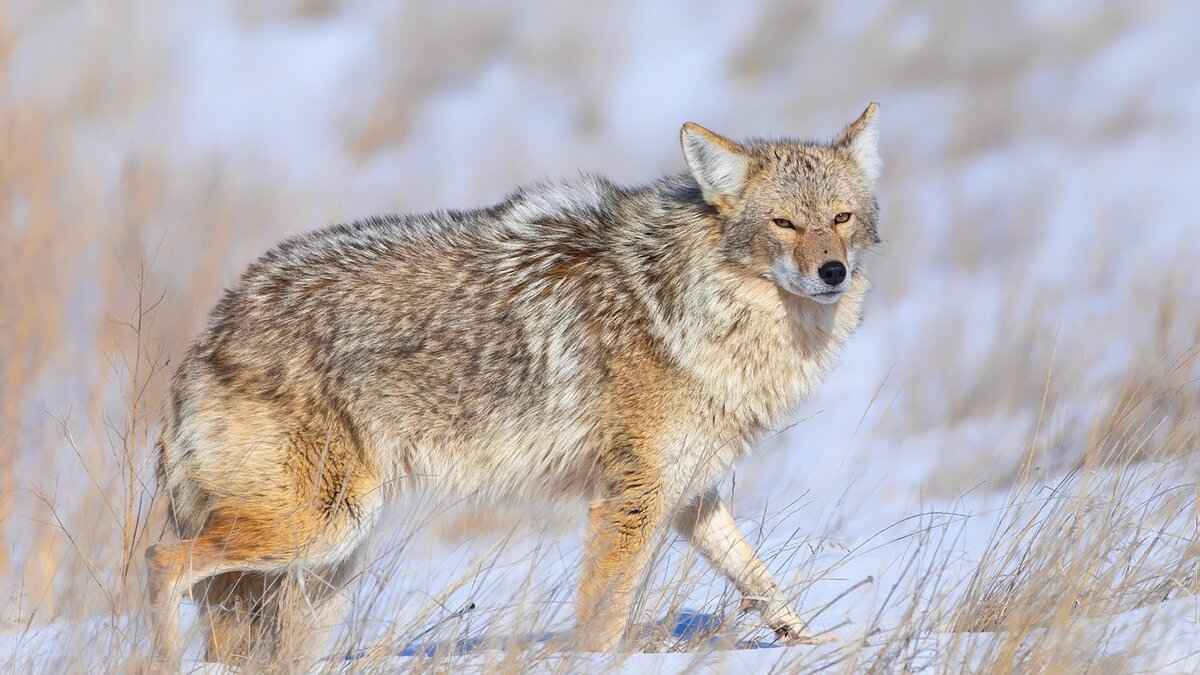 Overview of the Matchup