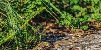 Arrokuda Pokémon: Evolution, Best Moveset, and Battle Strategies Arrokuda Pokémon: Evolution, Best Moveset, and Battle Strategies