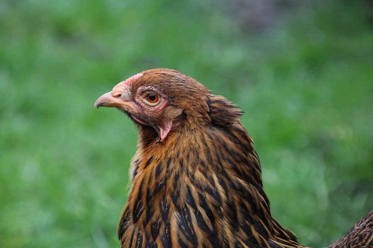 Arrokuda's Evolution Line