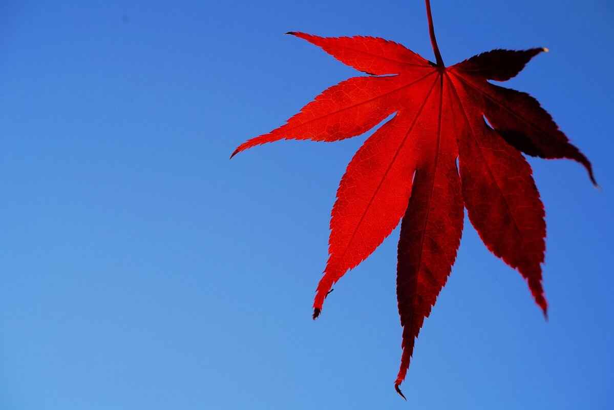 Understanding the Arsenal Fan Culture