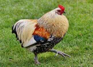 Asian-Inspired Fried Chicken: From Korean to Thai Flavors Asian-Inspired Fried Chicken: From Korean to Thai Flavors