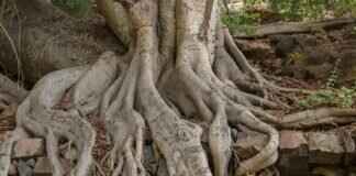 Astragalus Root & Other Traditional Chinese Herbs for Immunity Astragalus Root & Other Traditional Chinese Herbs for Immunity