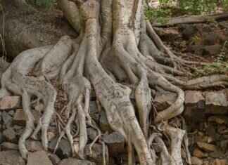 Astragalus Root & Other Traditional Chinese Herbs for Immunity Astragalus Root & Other Traditional Chinese Herbs for Immunity