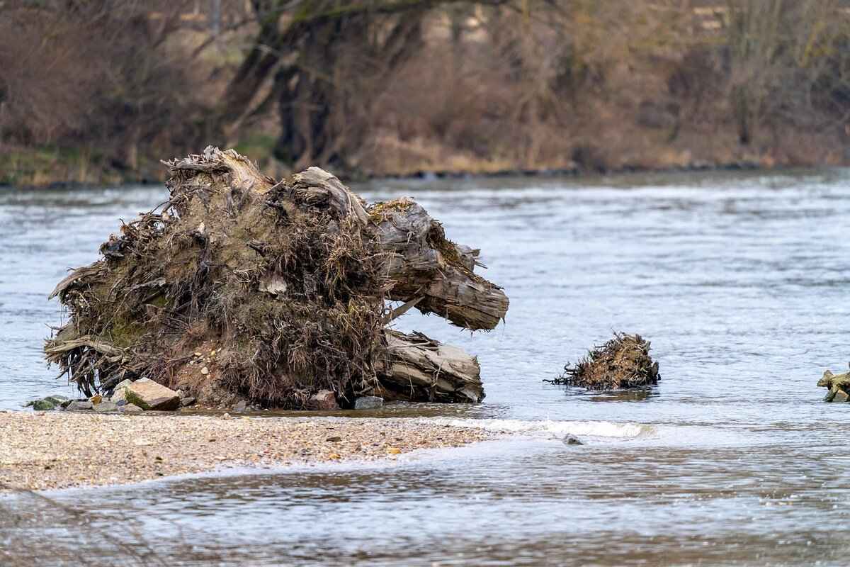 What is Astragalus Root and How Does it Boost Immunity?