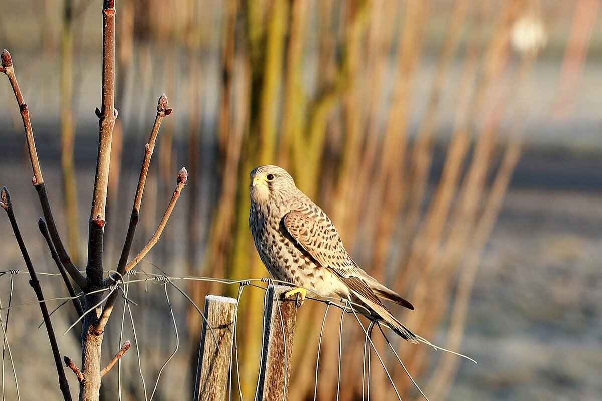 What’s Next for Both Teams?