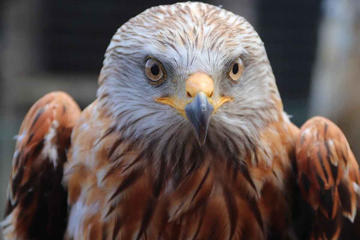 Receiving Corps: Falcons vs. Panthers