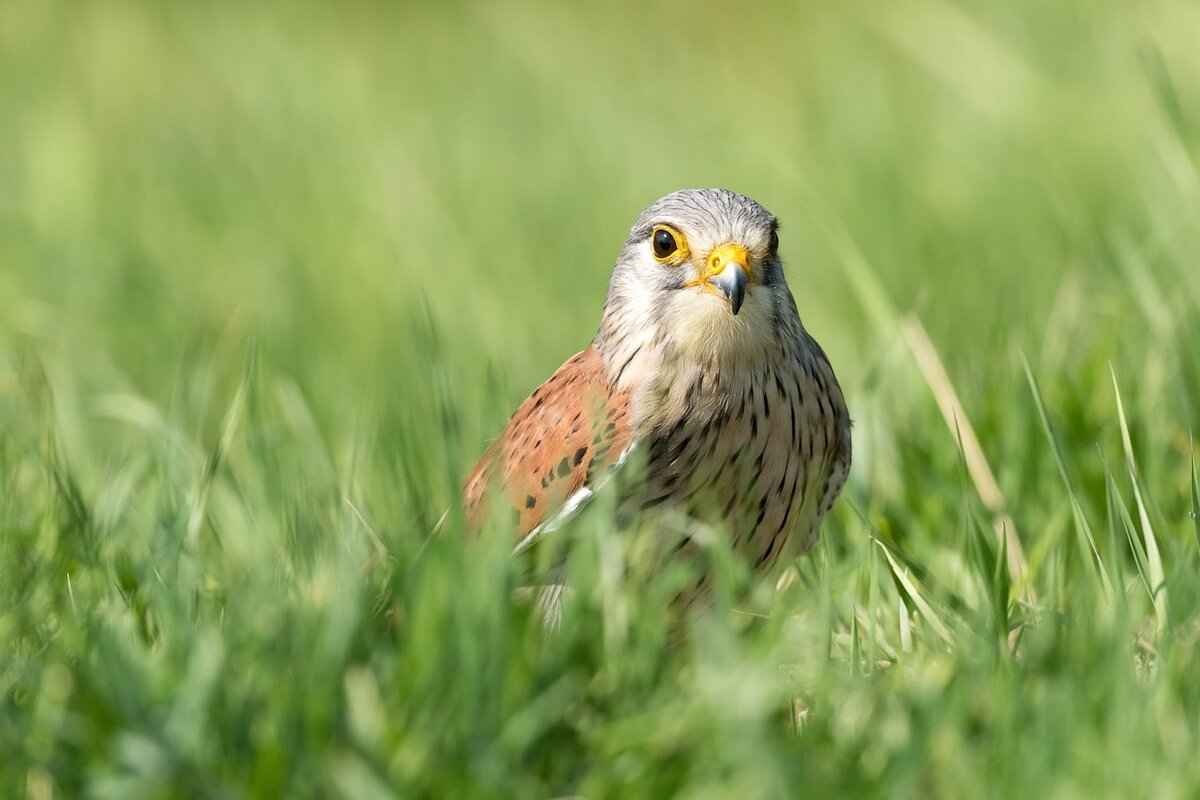 Future Implications of Current Season Performance