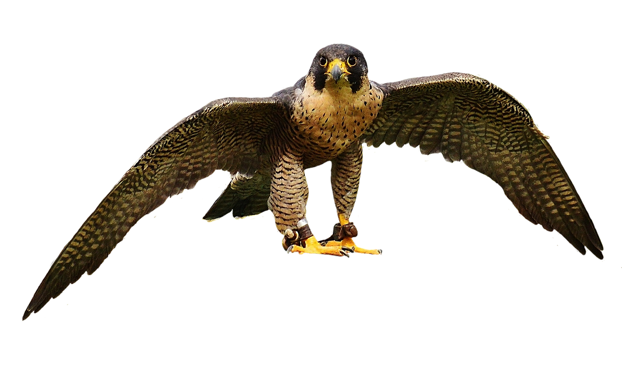 Impact of Injuries on Team Performance