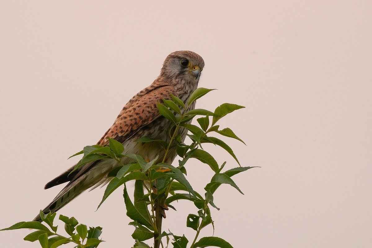 Recent Matchup Statistics