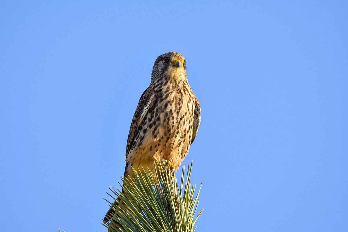 Special Teams Performance: Kicking and Returns