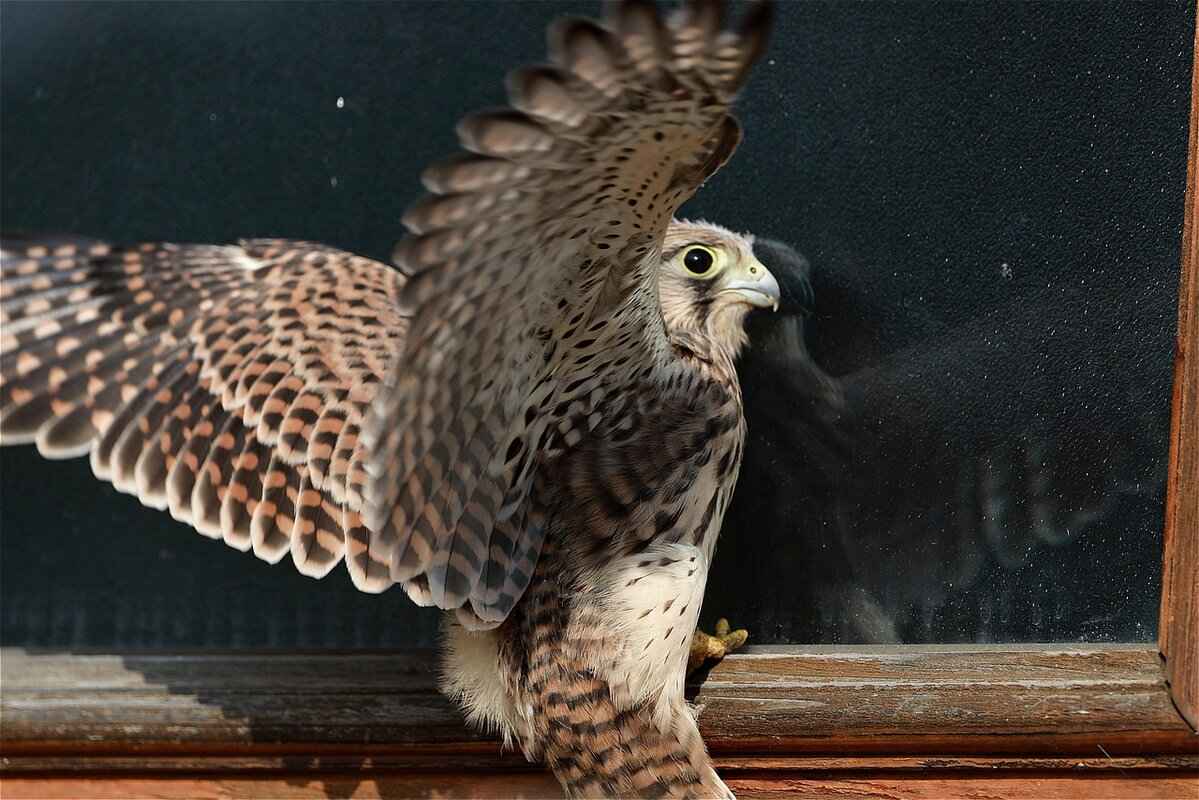 Offensive Line: Protecting the Quarterback