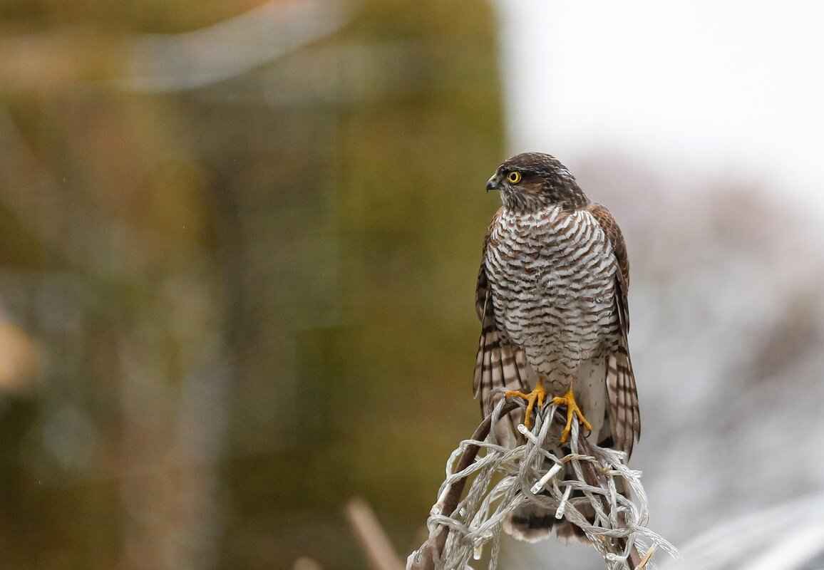 Fan Reactions and Engagement