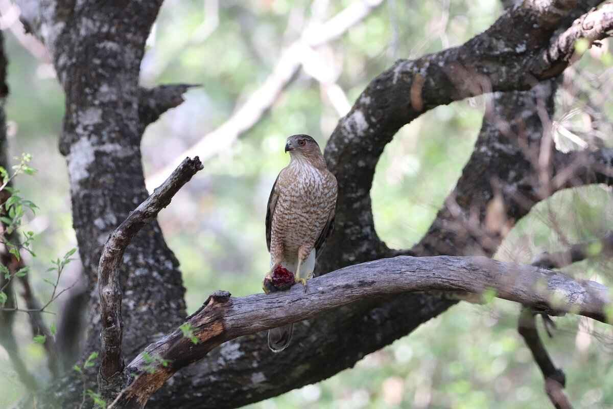 Fan and Community Engagement