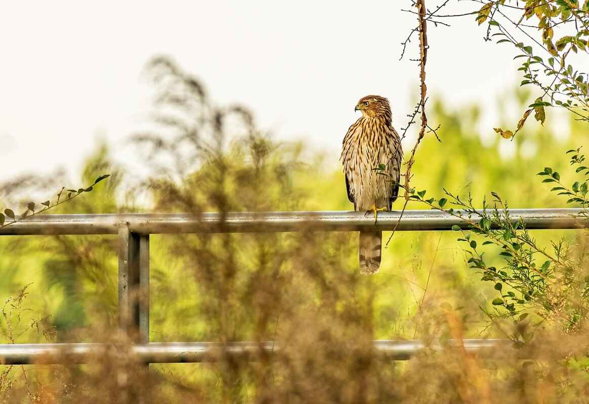 Defensive Strategies