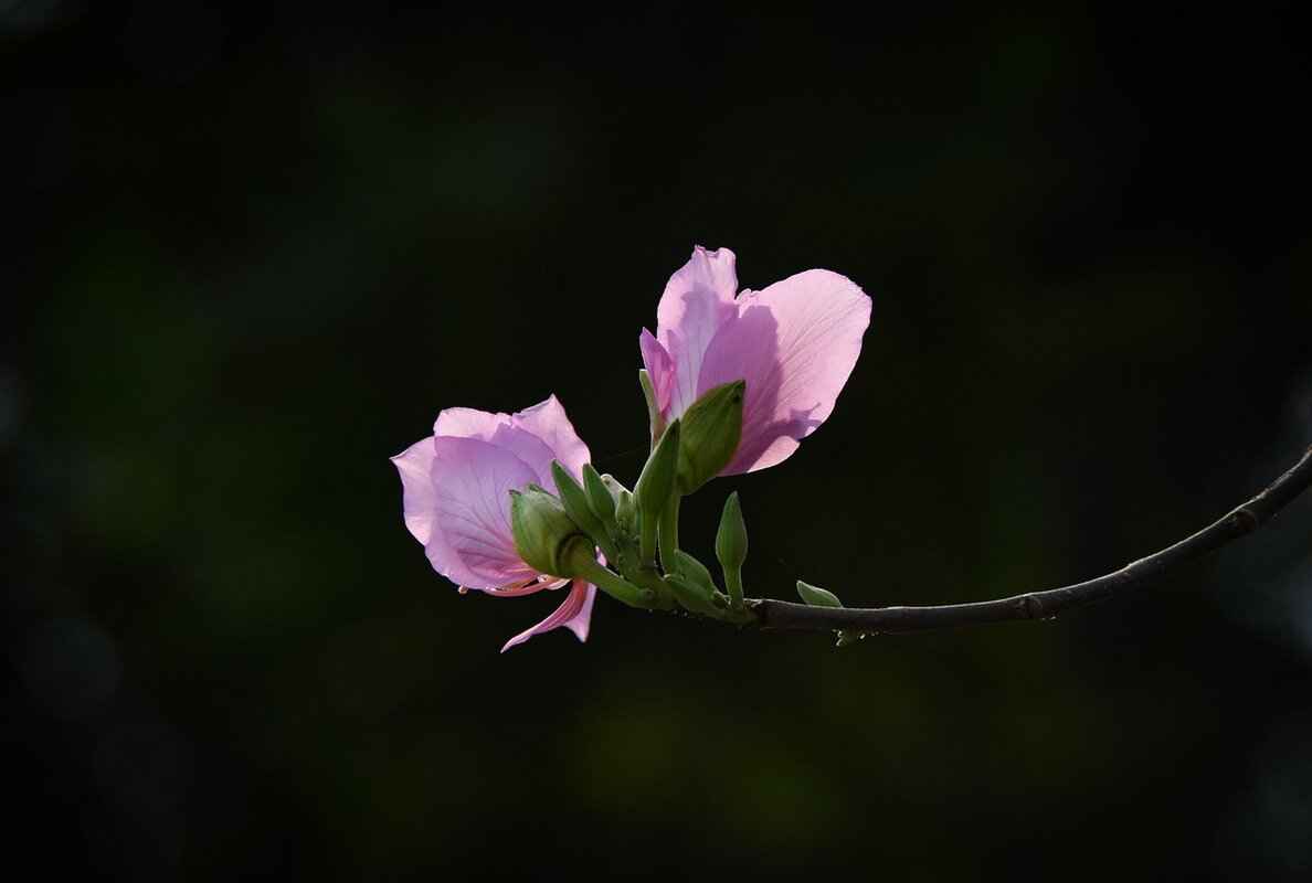 Predictions and Expectations