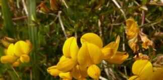 Aubrey Horne Obituary Dunn NC: Remembering a Cherished Life Aubrey Horne Obituary Dunn NC: Remembering a Cherished Life