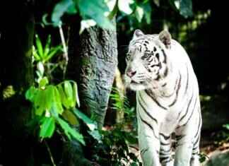 Auburn Hat: Best Designs for Tigers Fans Auburn Hat: Best Designs for Tigers Fans