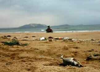 Autism: Understanding Autism and How to Offer Support Autism: Understanding Autism and How to Offer Support