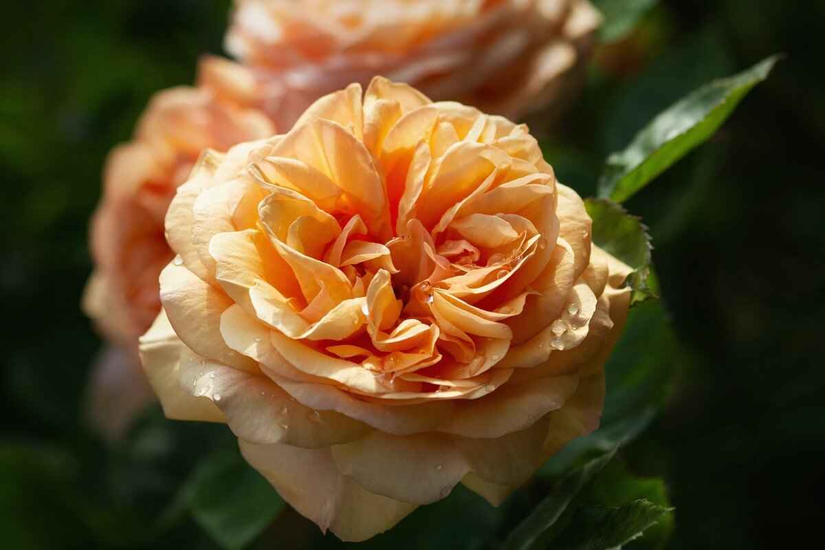 Predicted Outcomes and Betting Odds