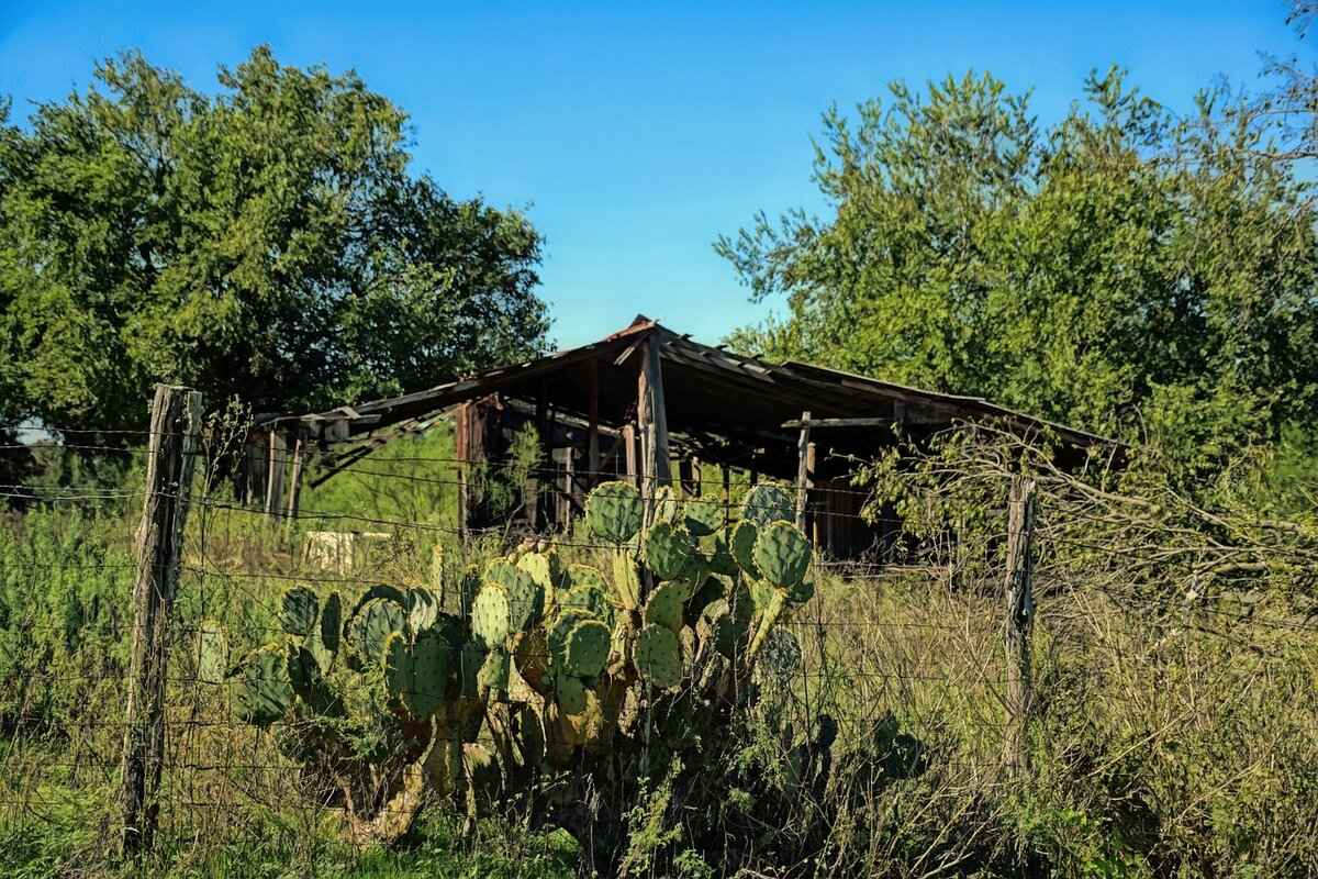 Fan Engagement and Atmosphere