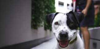 Kötü Köpek Matkap Uçları – DIY Projeleri için Güvenli Mi? Kötü Köpek Matkap Uçları – DIY Projeleri için Güvenli Mi?