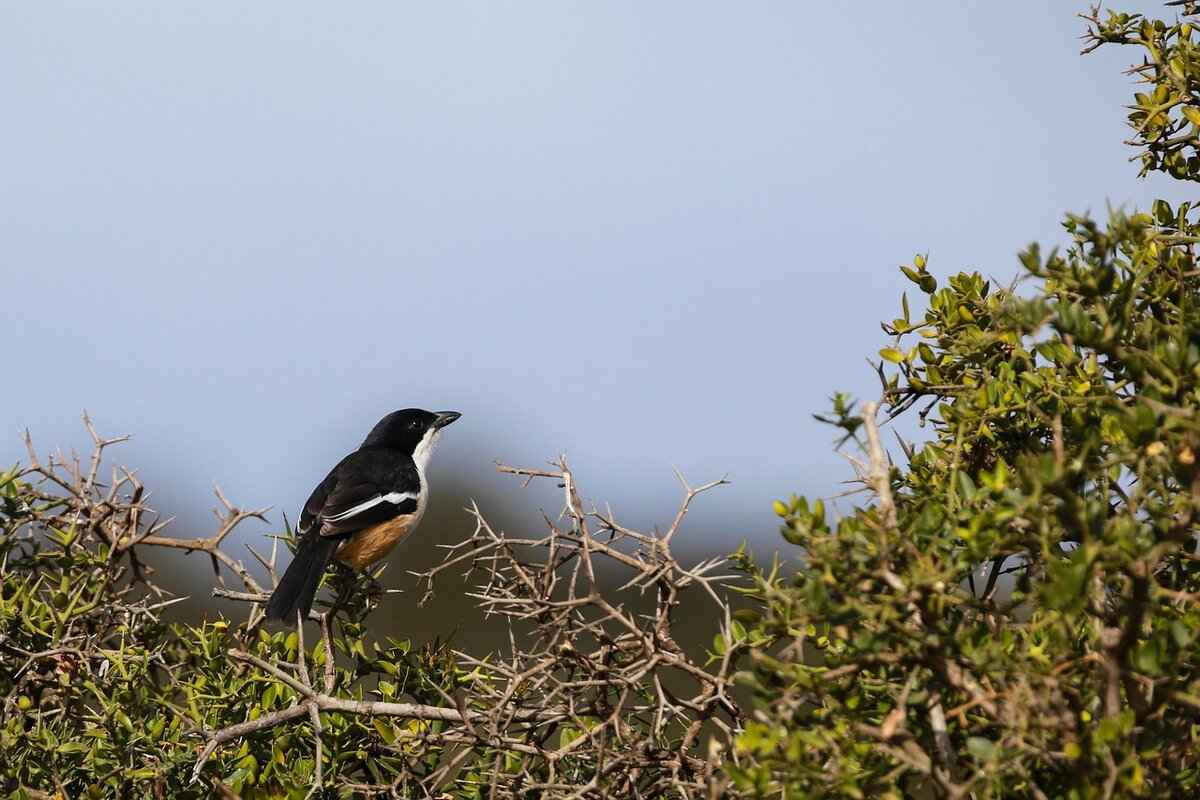 Overview of the Matchup