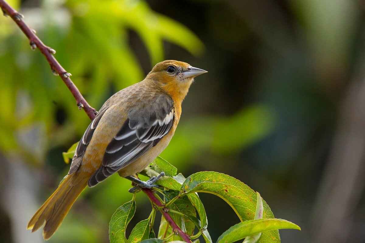 Game Statistics Breakdown