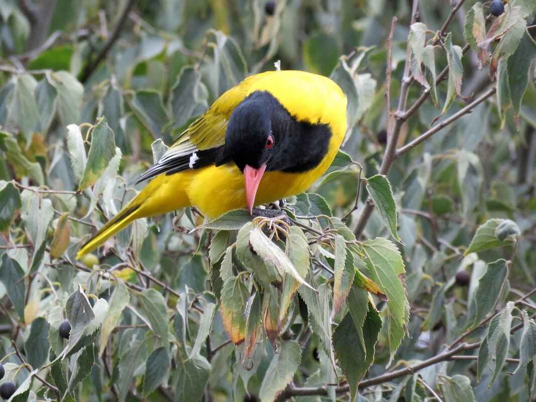 Fan Reactions and Attendance