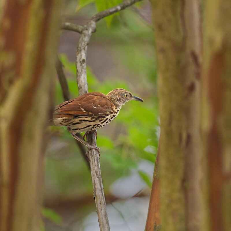 Fan Engagement and Home Field Advantage