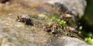 Baltoy Pokémon Best Moves, Strengths, and Competitive Battle Guide Baltoy Pokémon Best Moves, Strengths, and Competitive Battle Guide