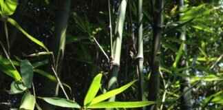 Bamboo Steamers vs. Metal Steamers: Which One is Best? Bamboo Steamers vs. Metal Steamers: Which One is Best?