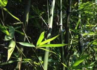 Bamboo Steamers vs. Metal Steamers: Which One is Best? Bamboo Steamers vs. Metal Steamers: Which One is Best?