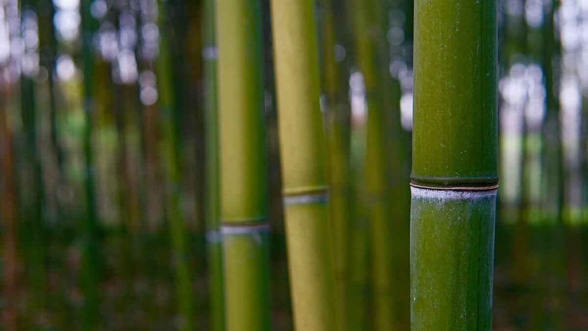 What Are Bamboo Steamers?