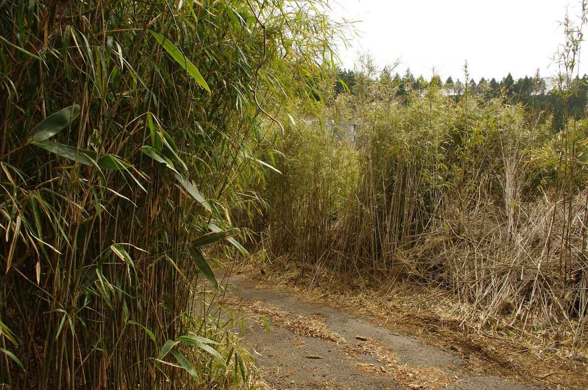 What Are the Advantages of Metal Steamers?