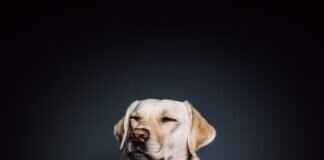 Barking Dogs Never Bite – Is This Saying True? Barking Dogs Never Bite – Is This Saying True?