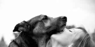 Barking Dogs Never Bite – Bu Deyim Gerçek Mi? Barking Dogs Never Bite – Bu Deyim Gerçek Mi?