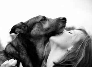 Barking Dogs Never Bite – Bu Deyim Gerçek Mi? Barking Dogs Never Bite – Bu Deyim Gerçek Mi?