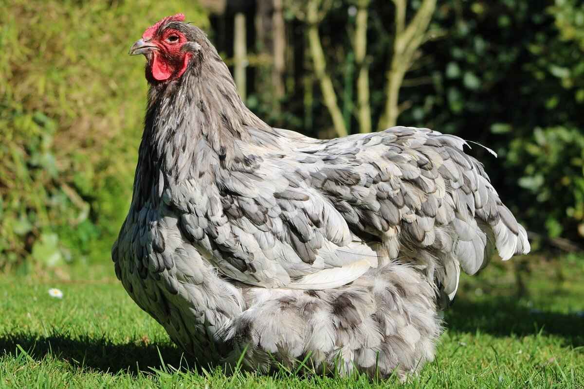 Evolution of Basculegion