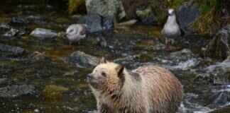 Bear Nicknames: Cute, Funny, and Fierce Ideas for Your Furry Friend Bear Nicknames: Cute, Funny, and Fierce Ideas for Your Furry Friend