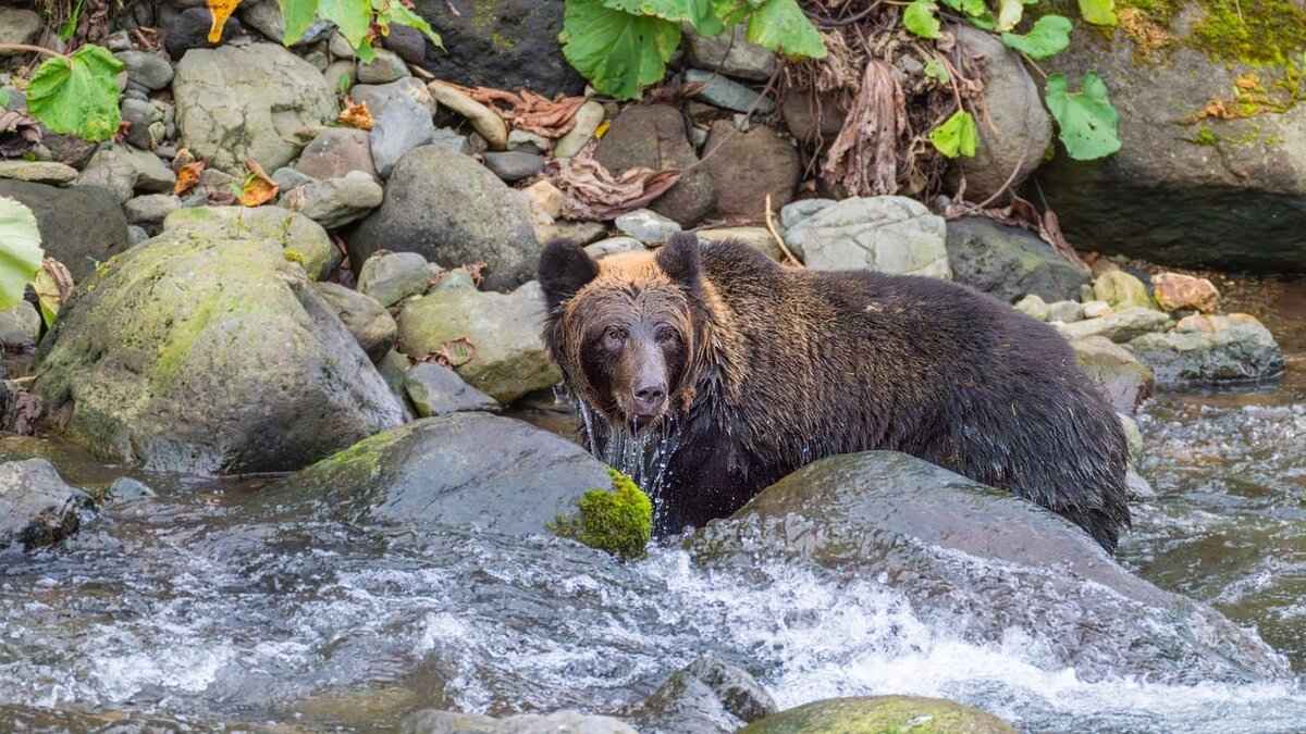 Bear Nicknames: Cute, Funny, and Fierce Ideas for Your Furry Friend 1 What Makes a Good Bear Nickname?