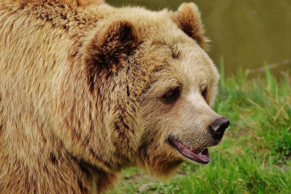 Bear Nicknames: Cute, Funny, and Fierce Ideas for Your Furry Friend 2 Top 10 Cute Bear Nicknames