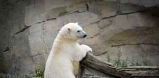 Bear Resistant Trash Can: The Best Picks to Keep Your Yard Safe Bear Resistant Trash Can: The Best Picks to Keep Your Yard Safe