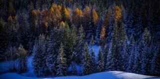 Beartic Pokémon: Strengths, Evolution, and Competitive Play Guide Beartic Pokémon: Strengths, Evolution, and Competitive Play Guide