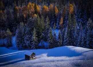 Beartic Pokémon: Strengths, Evolution, and Competitive Play Guide Beartic Pokémon: Strengths, Evolution, and Competitive Play Guide