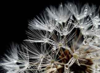 Benefit of Chia Seeds: How They Support Your Health & Wellbeing Benefit of Chia Seeds: How They Support Your Health & Wellbeing