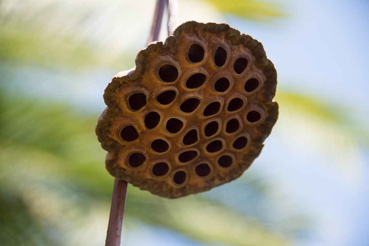 Can Chia Seeds Aid in Weight Loss?