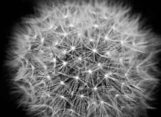 Benefits of Chia Seeds in Water: Why You Should Try This Drink Benefits of Chia Seeds in Water: Why You Should Try This Drink